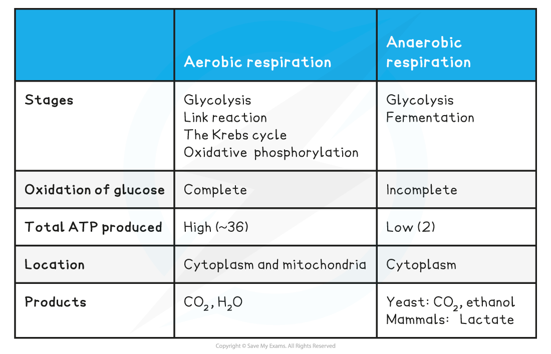Anaerobic Respiration And Respiratory Quotients Doubl Vrogue Co