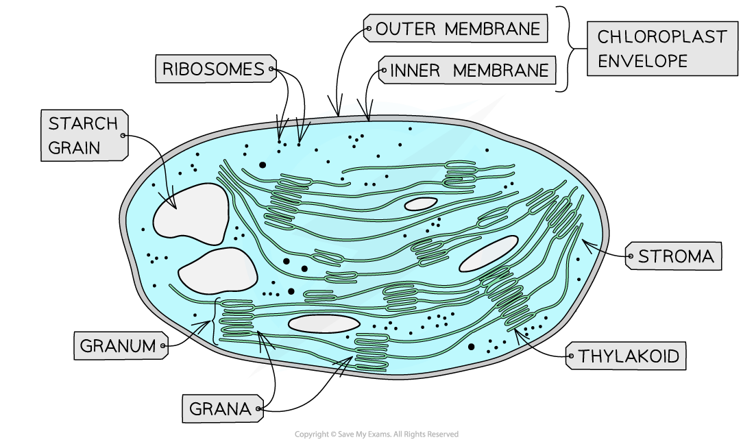 Cie A Level Biology Chloroplasts