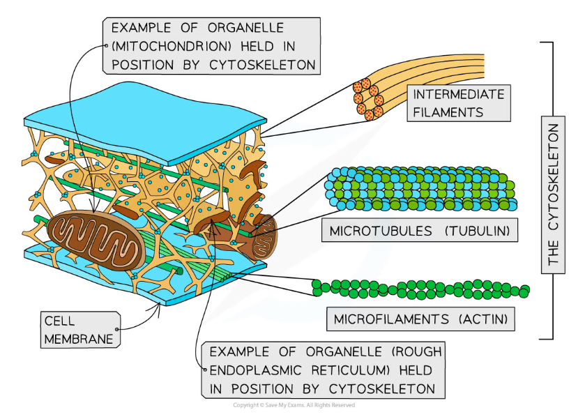 Ocr A Level Biology The Cytoskeleton