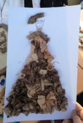 走近非遗项目 | 体味传统文化，共庆新春佳节