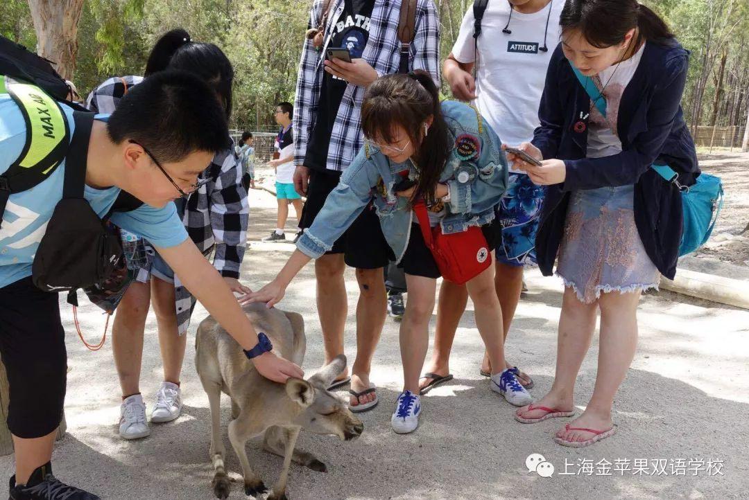 金苹果双语学校国际部寒假澳洲游学-完结篇