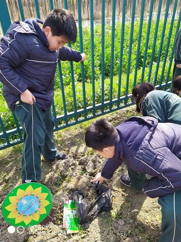 第 11 期【TUE. 枫艺荟萃】春光冉冉万象新，桃红柳绿怡性情 ——上海枫叶首届“农耕文化节”行、思、悟