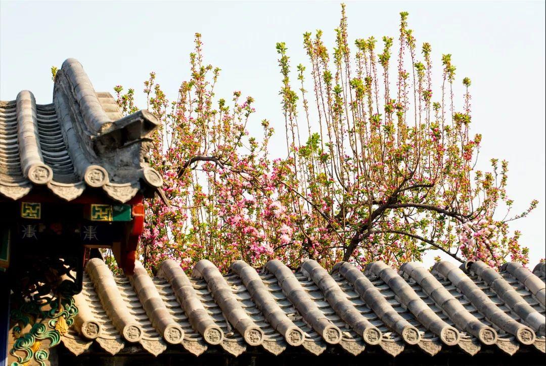 实践|人间四月芳菲日，金陵古城课题时（三）