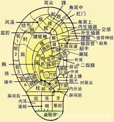 金苹果国际部校内教师培训三丨如何成为一位受欢迎的教师？