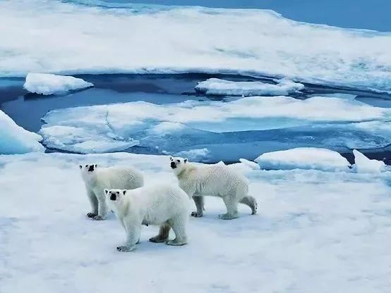 《探索世界·南极研学》 清华附中国际部·2020南极启航