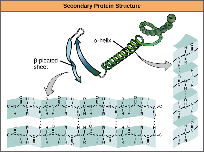 A-level生物学：蛋白质的构造介绍及真题分析