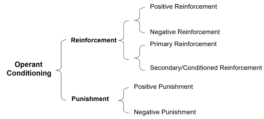 ap心理学内容知识点：reinforcement和punishment介绍
