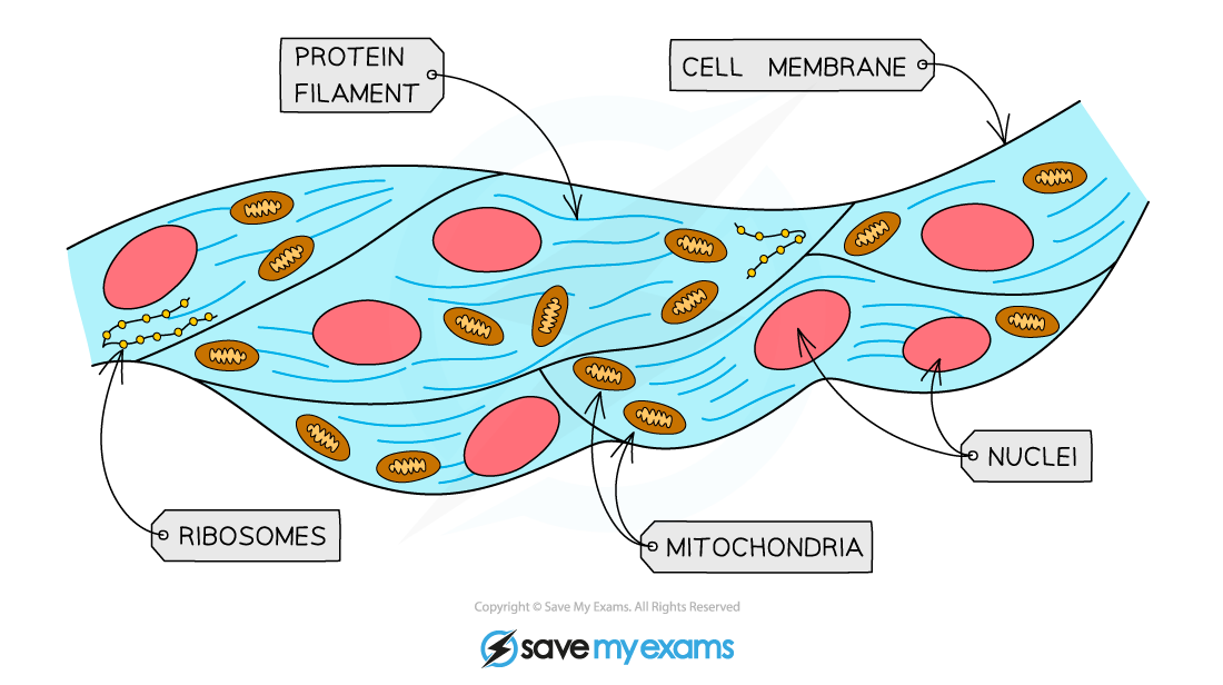 1.1.3-Muscle-cells