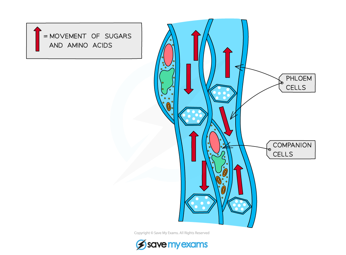 1.1.3-Phloem-cells