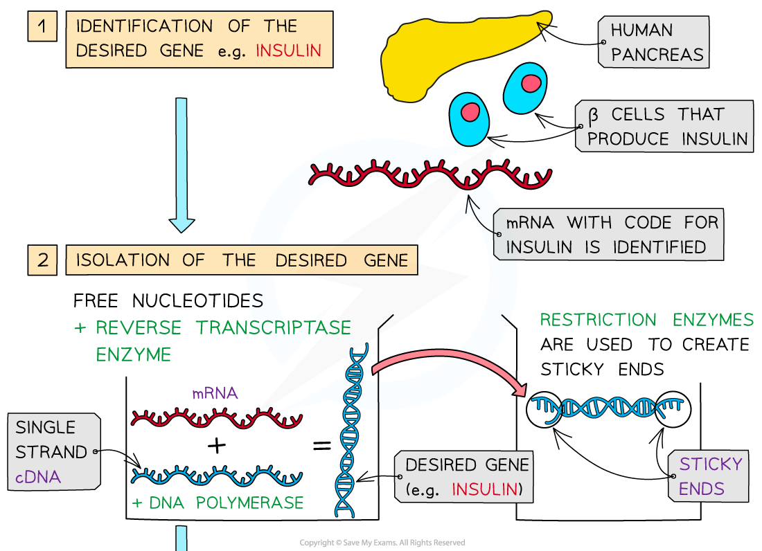 2-Genetic-engineering-explained-1