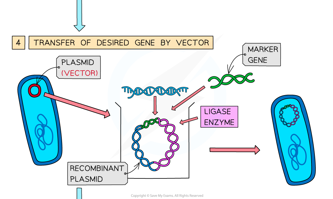 2-Genetic-engineering-explained-3