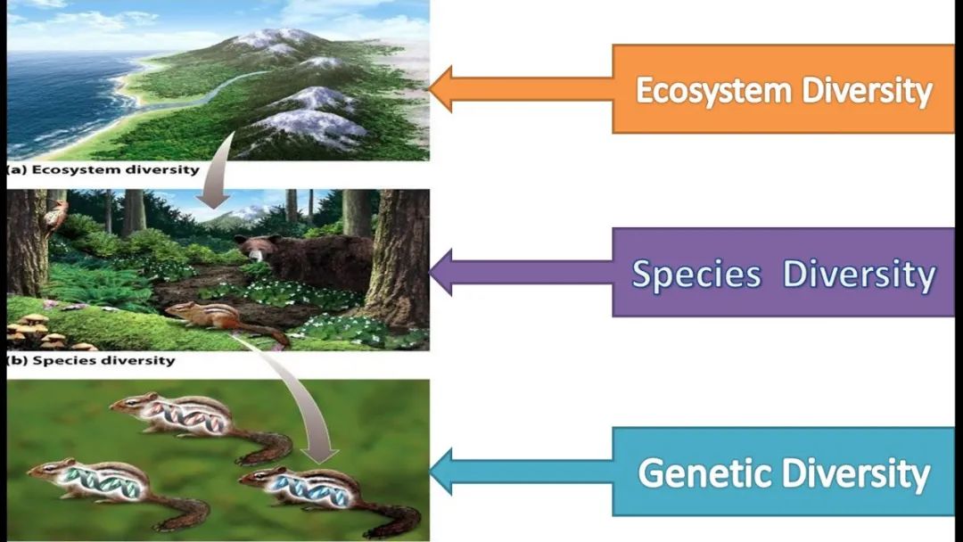 A-level生物多样性的三个关键概念，果断收藏！