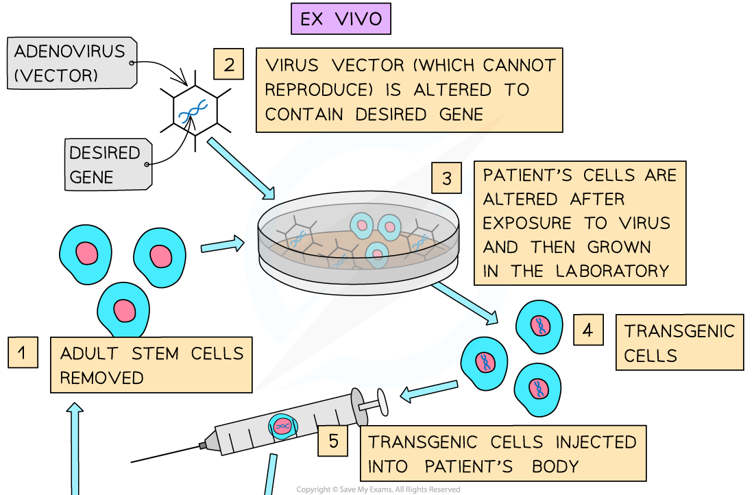 3-Gene-therapy-1