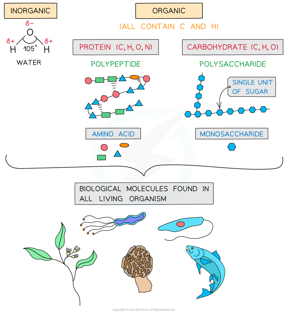 5-Biological-molecules_3