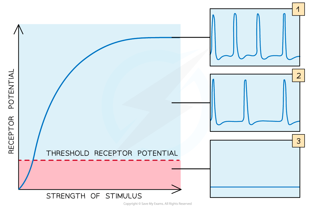 5.-Receptor-Potentials-2