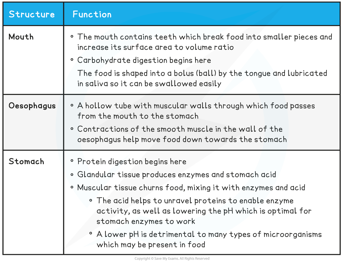 7.2-The-Alimentary-Canal-table-1