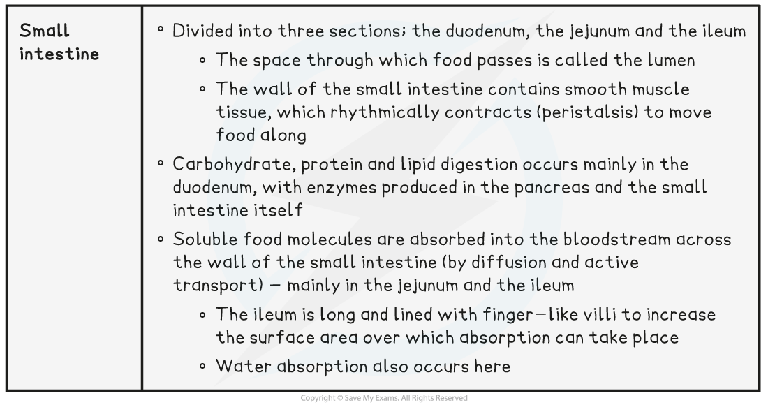 7.2-The-Alimentary-Canal-table-2