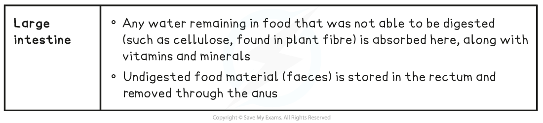 7.2-The-Alimentary-Canal-table-3