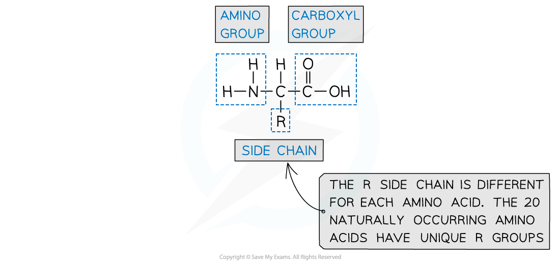 7.7-Polymerisation-Amino-Acid-Structure