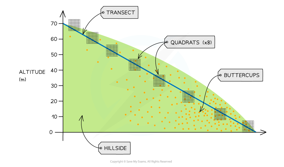 A-hillside-transect