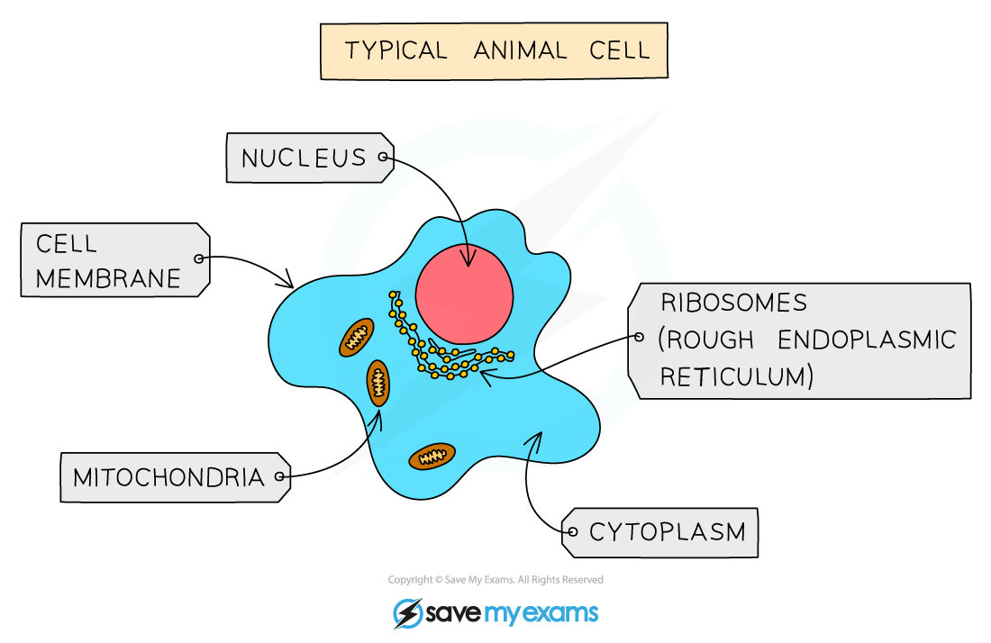 A-typical-animal-cell