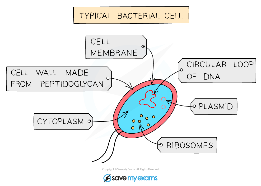 A-typical-bacterial-cell