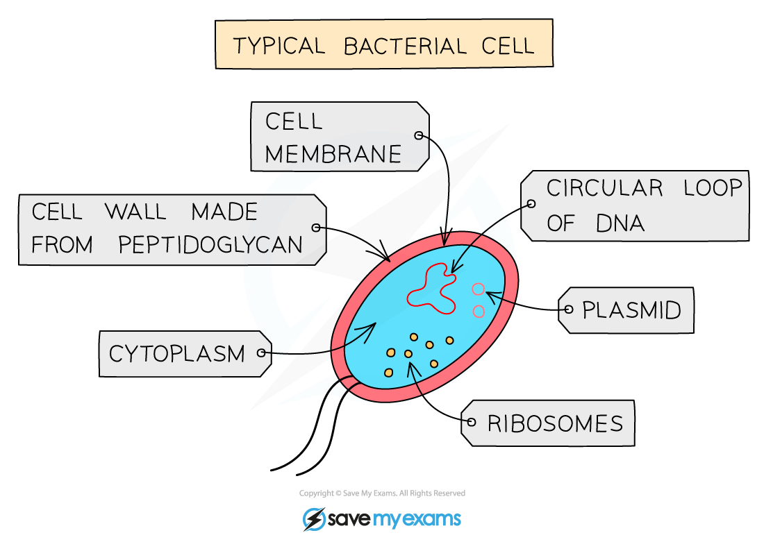 edexcel-igcse-biology-1-2-4-prokaryotic-organisms