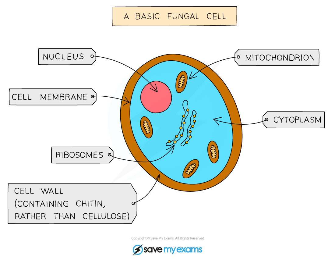 A-typical-fungal-cell