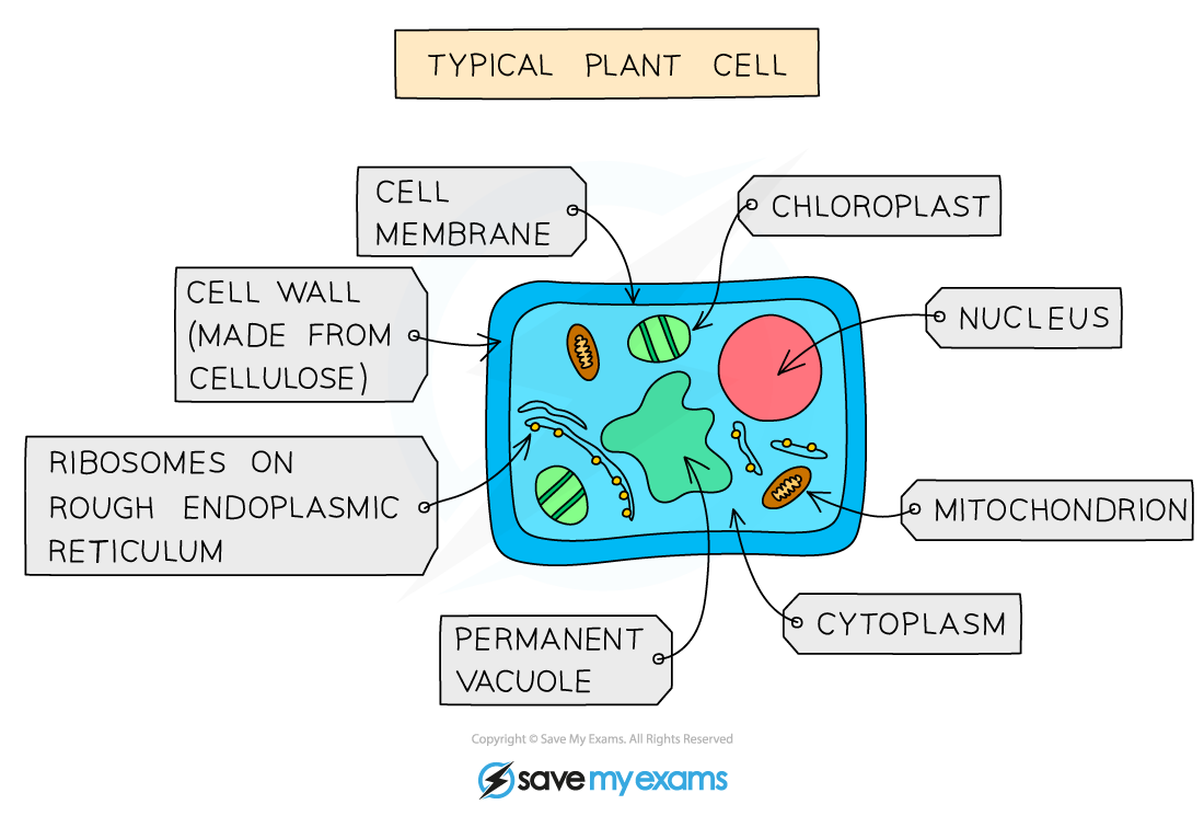 A-typical-plant-cells
