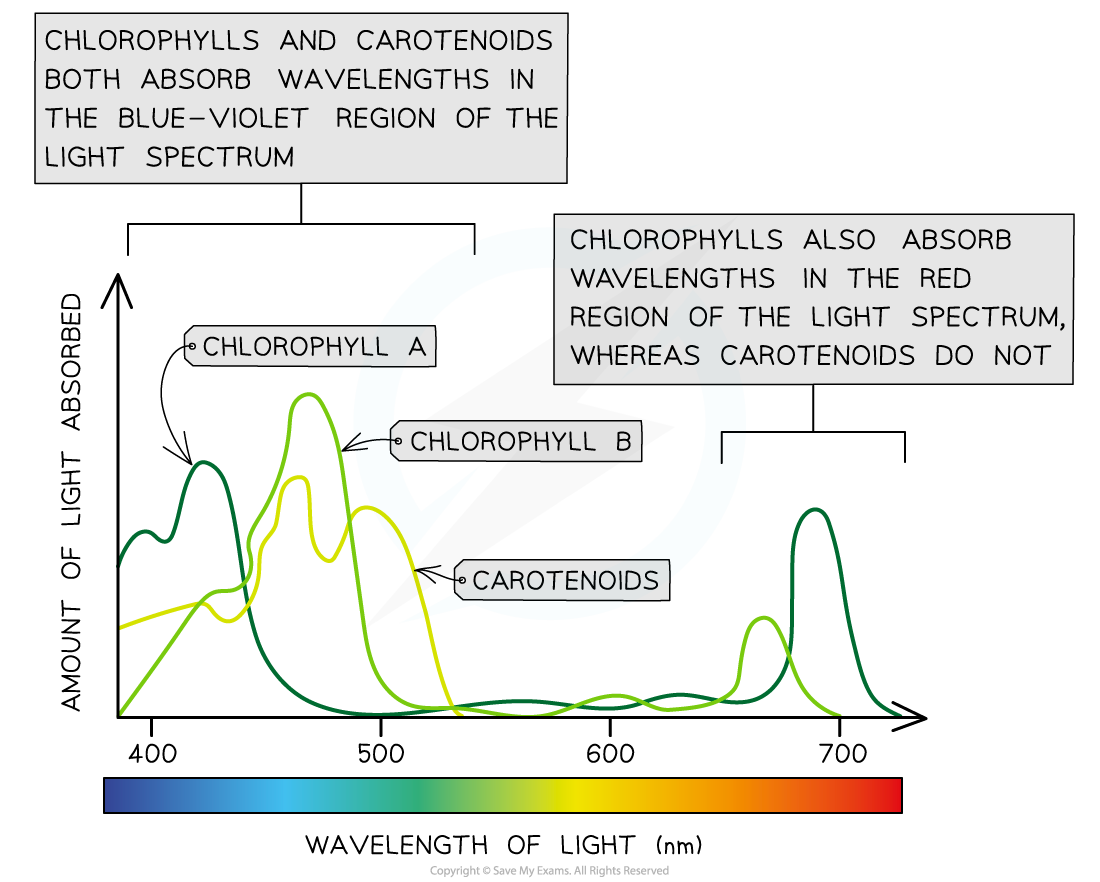 Absorption-spectra-of-chlorophylls-and-carotenoids_1
