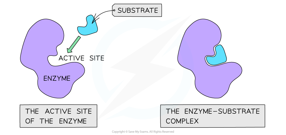 aqa-a-level-biology-1-4-2-enzyme-specificity