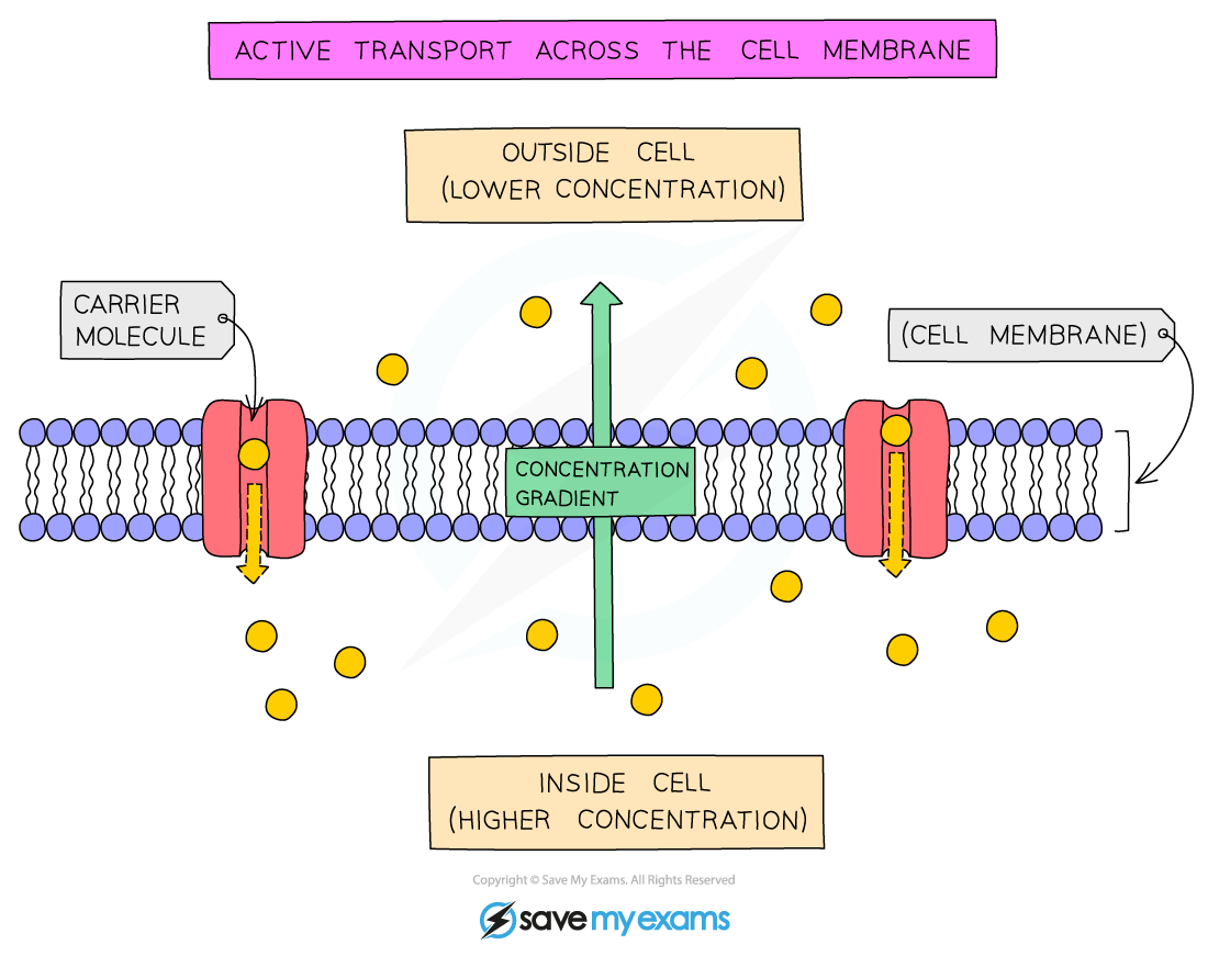 What Is Active Transport In Biology Simple