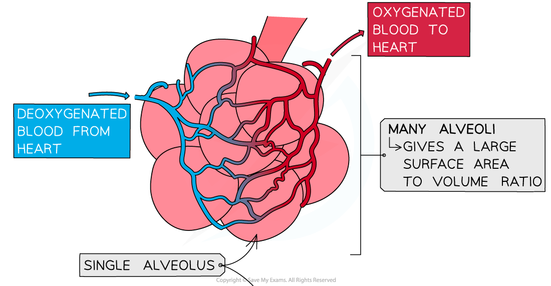 Adaptations-of-the-alveolus-1