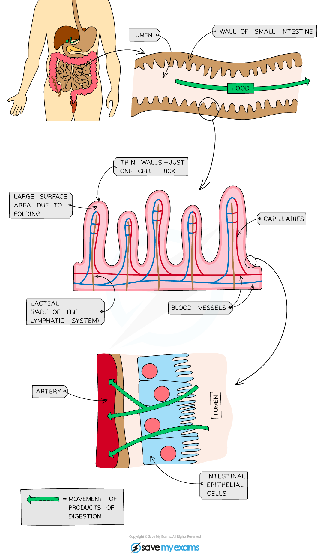 Adaptations-of-the-small-intestine-1