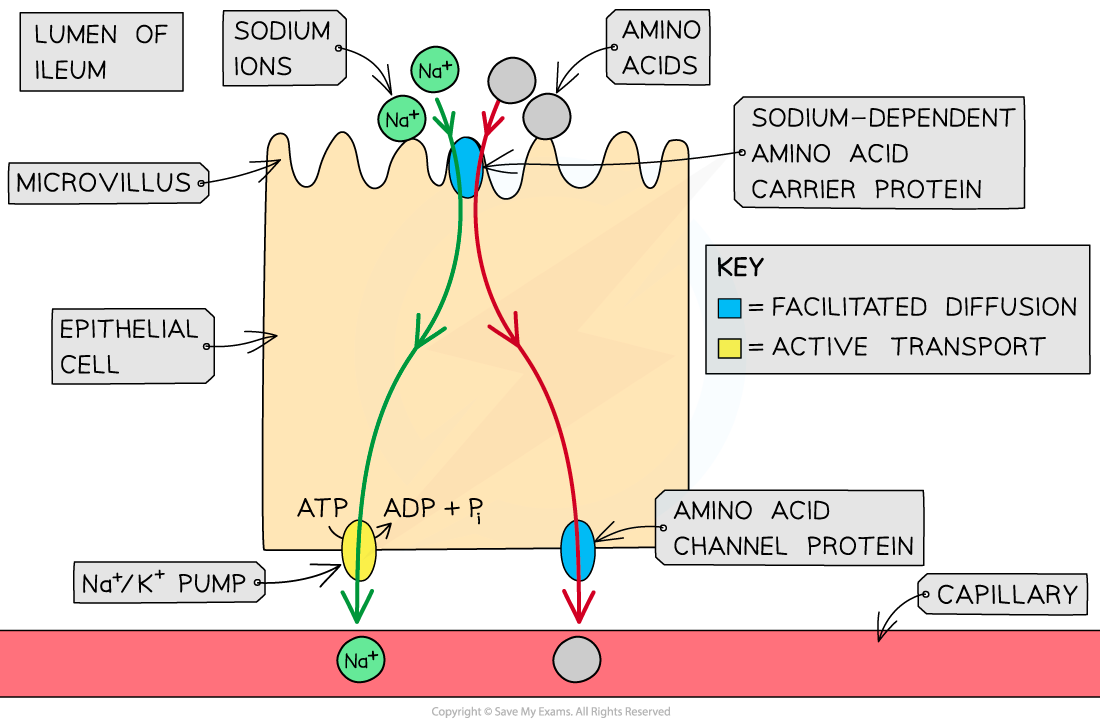 Amino-Acid-Cotransporter