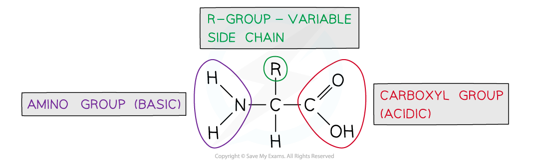 Amino-acid-structure