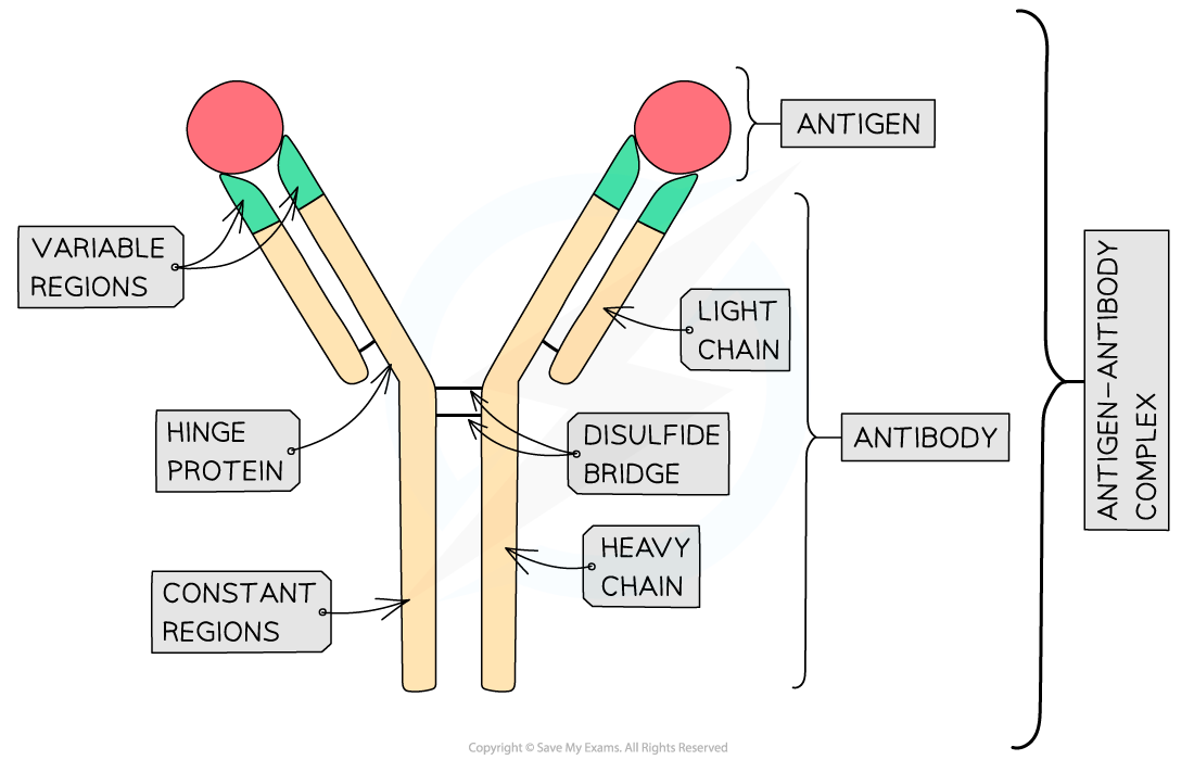 Antigen-antibody-complex