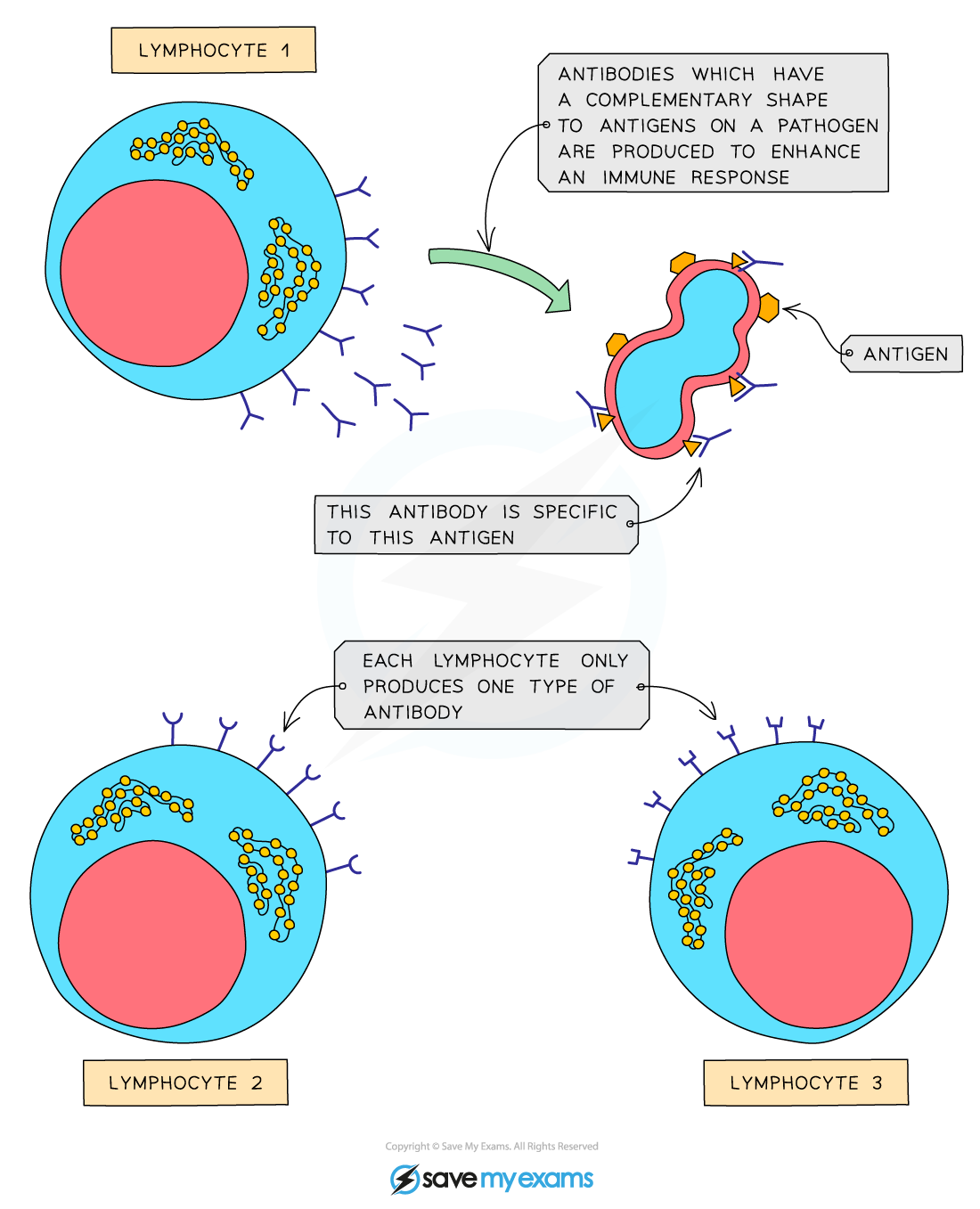 Edexcel IGCSE Biology 2 8 8 Human Transport Systems White Blood 