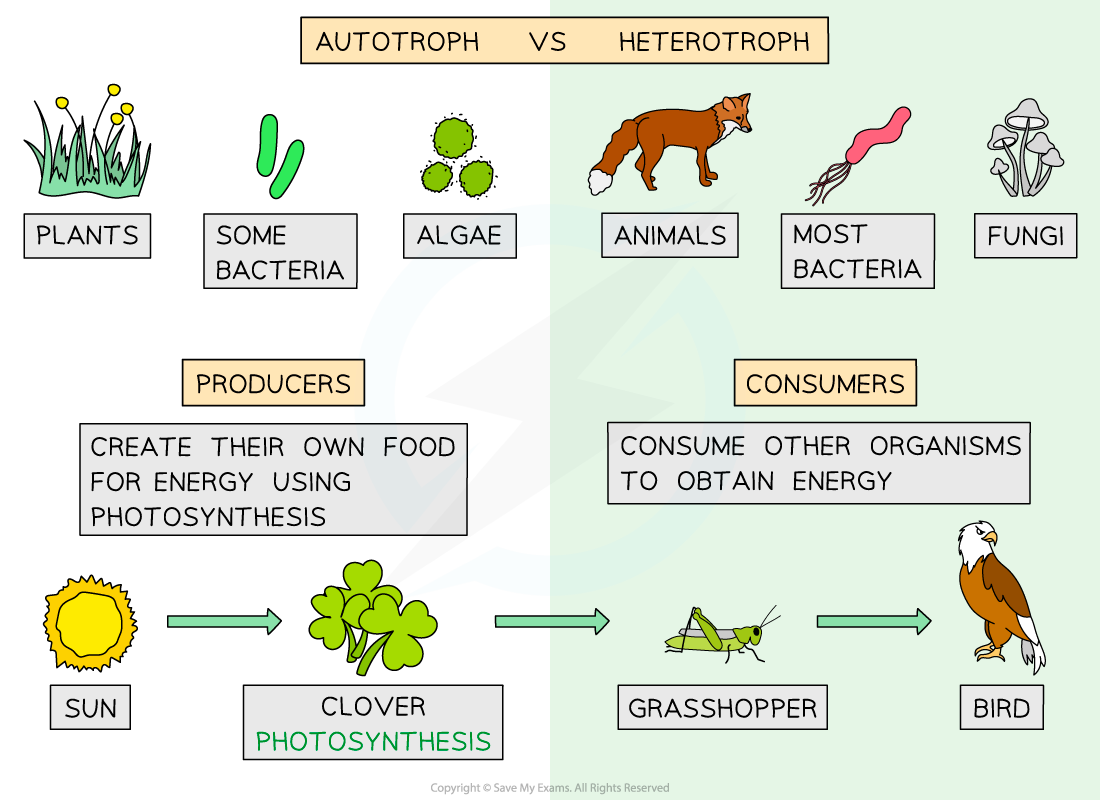 Autotrophs-and-Heterotrophs