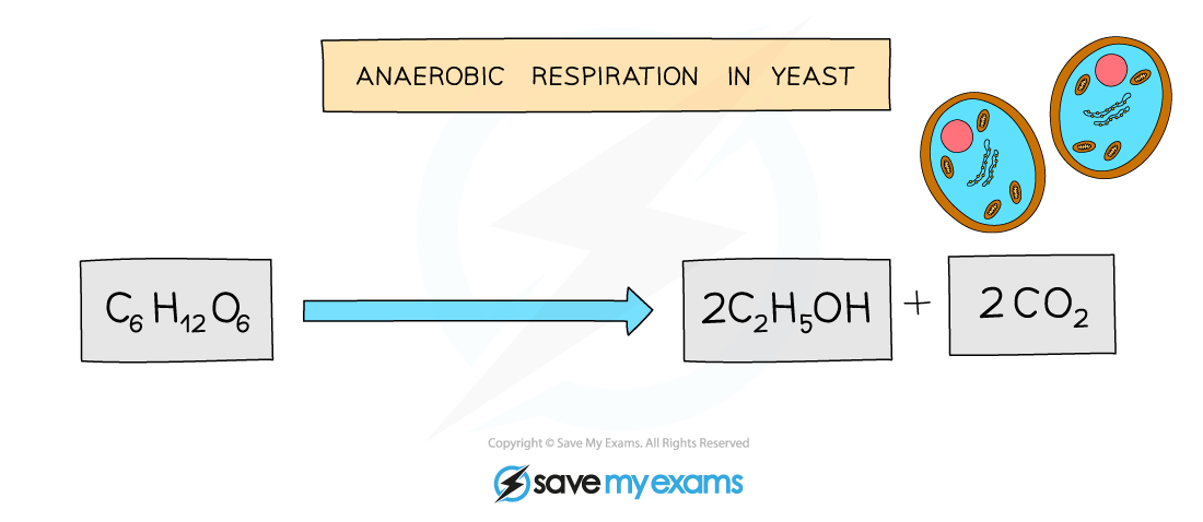Balanced-equation-for-anaerobic-respiration-in-yeast