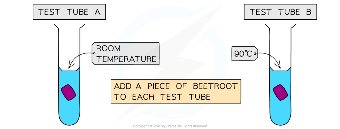 Beetroot-and-diffusion-1