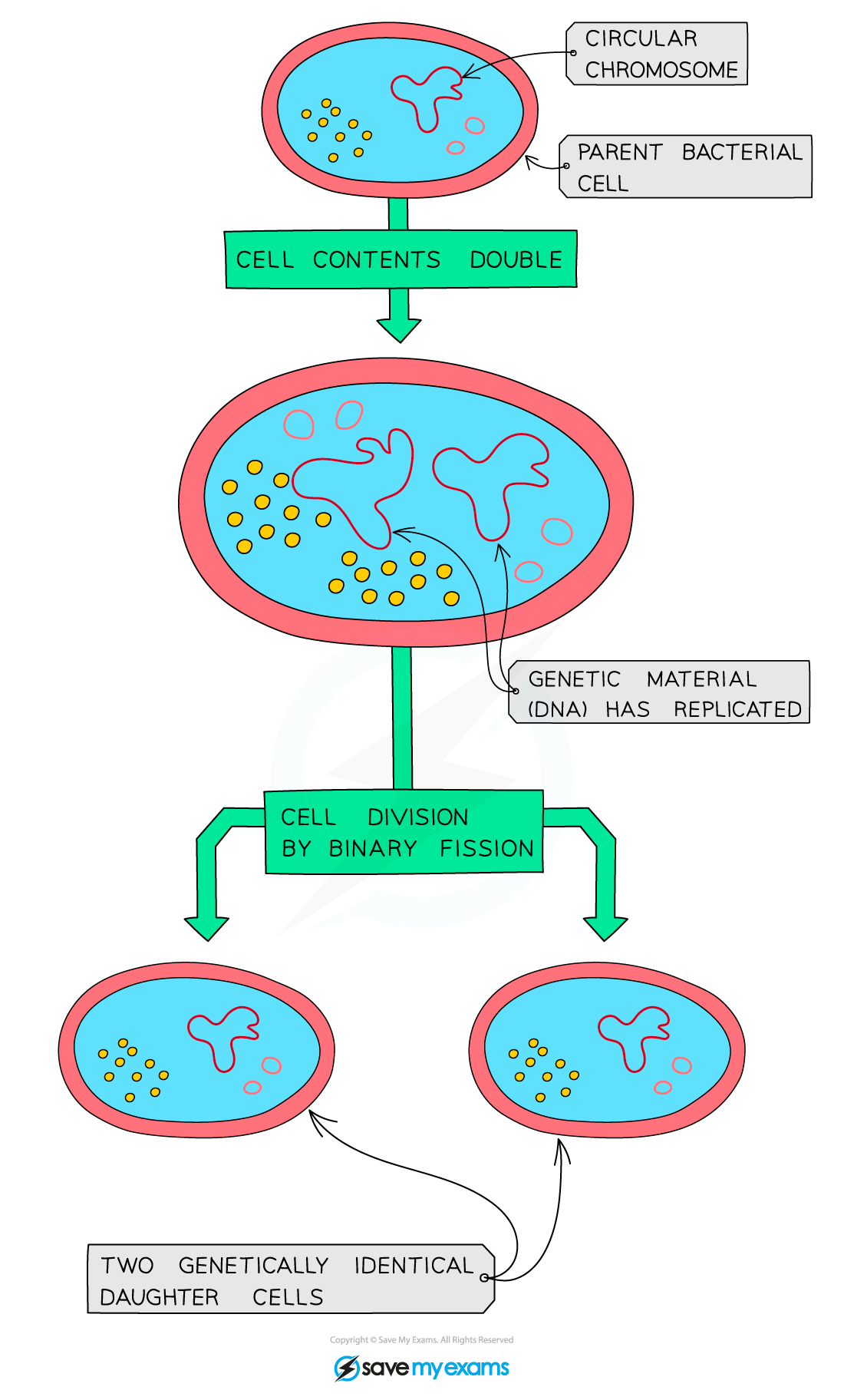 Binary-fission-in-bacteria