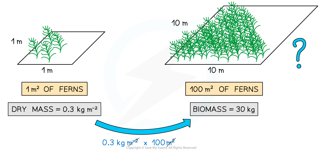 Biomass-from-dry-mass-example-2