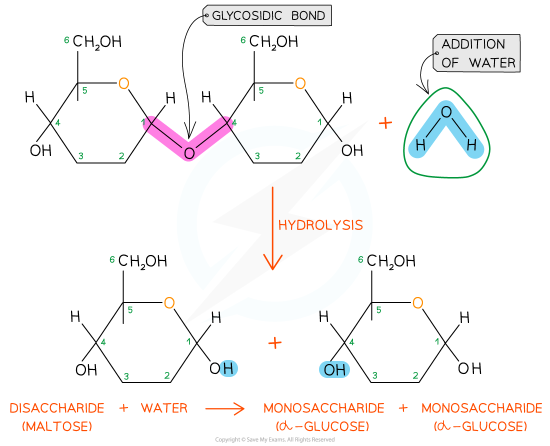 Breaking-of-a-glycosidic-bond