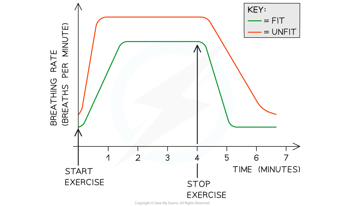 edexcel-igcse-biology-2-7-7-practical-the-effect-of-exercise-on