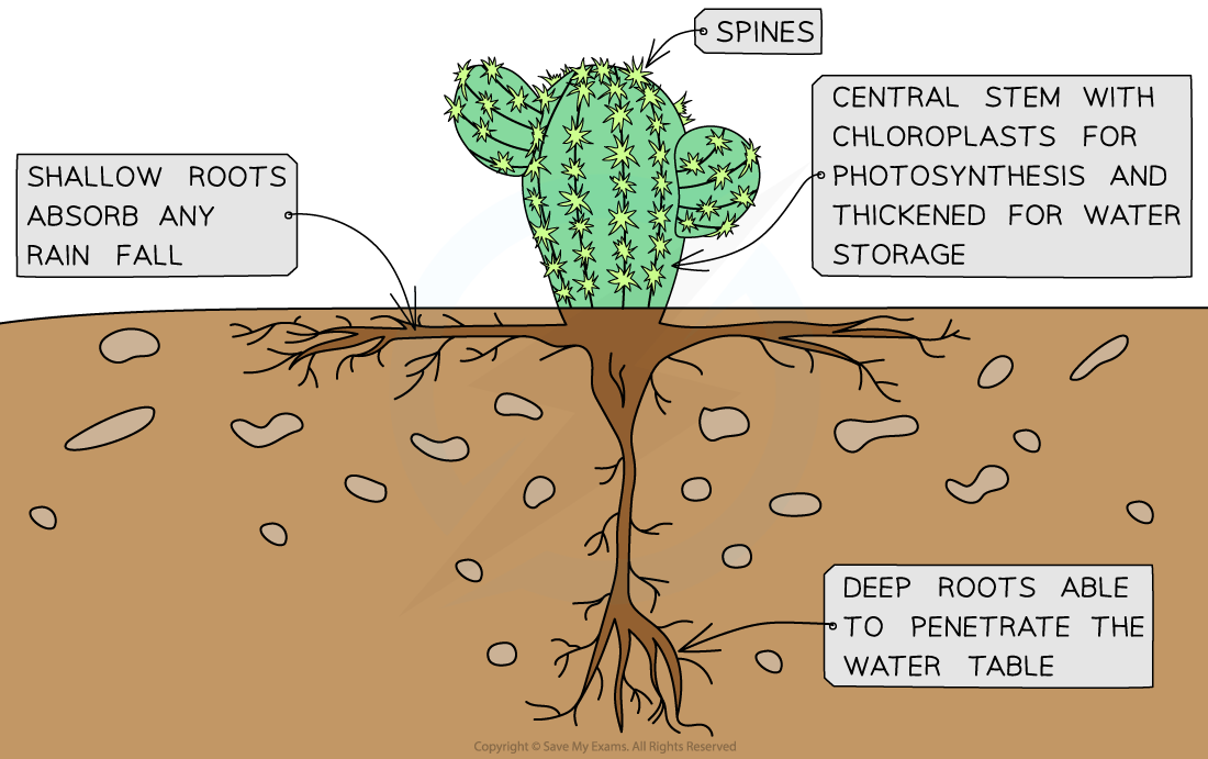 Cactus-Adaptations