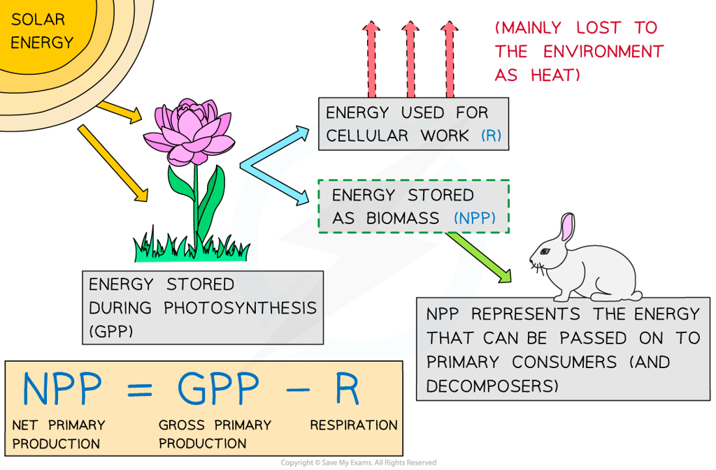 Definition Of Net Primary Production