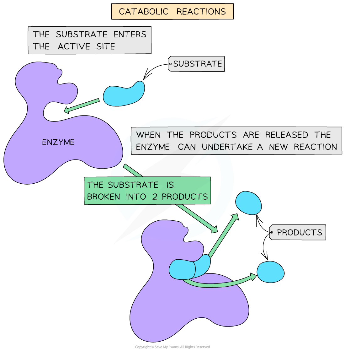 Catabolic-reaction