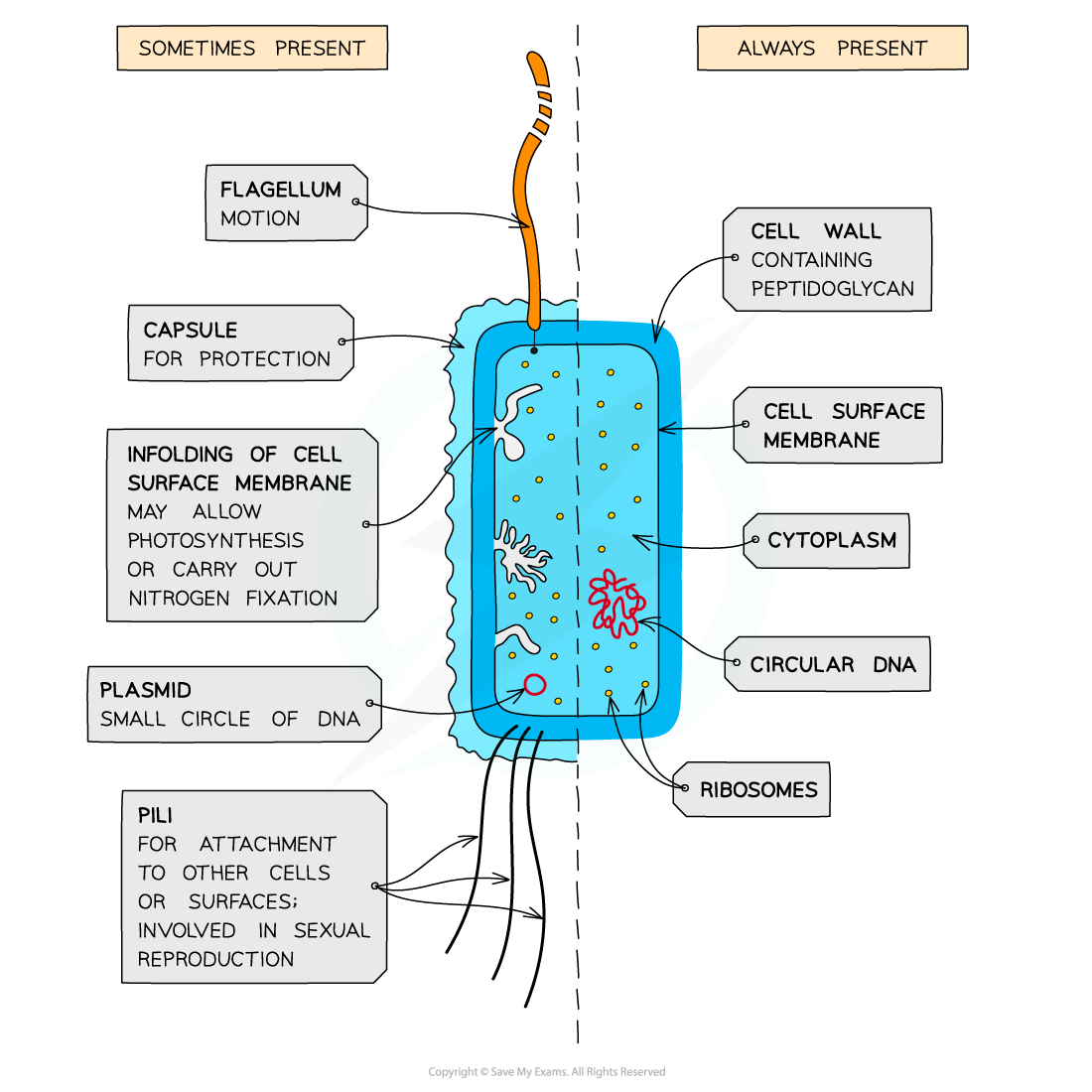 Cell-Components-Prokaryotic-cell