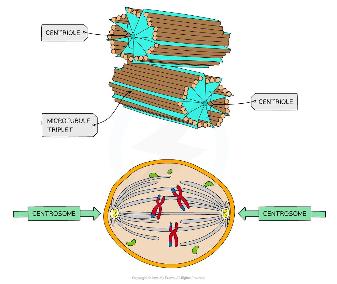 AQA A Level Biology复习笔记2.1.2 Structure of Eukaryotic Cells翰林国际教育